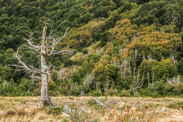 patagonia landscapes forest nature mountain roads