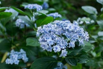 梅雨に咲く紫陽花