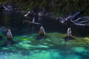 Fototapeta premium Laguna Captren parque Nacional Conguillio naturaleza Arboles lagunacolor turqueza