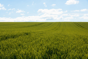 初夏の緑の麦畑