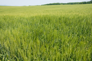 初夏の緑の麦畑