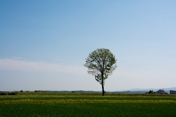 初夏の水田地帯に立つ木