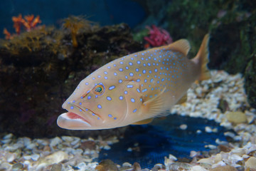fish in aquarium