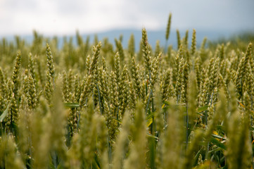 緑の麦の穂
