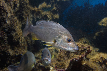 Colorful aquarium, showing different colorful fishes swimming