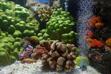Naklejka na ściany i meble Colorful aquarium, showing different colorful fishes swimming