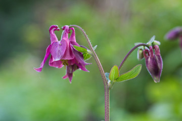 Aquilegia vulgaris in flower, in spring, England, United Kingdom