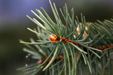 Sprig of spruce with needles