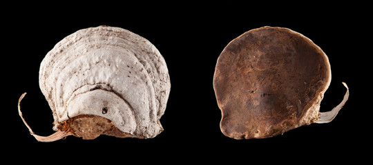 Big beautiful birch chaga mushroom isolated on black background. Chaga mushroom is shown on both sides and placed on a banner. A piece of birch bark is visible