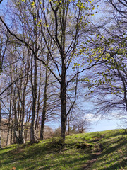 Fototapeta na wymiar Spring landscape of Vitosha Mountain, Bulgaria