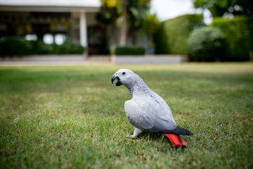 full body of african grey parrot on green grass floor
