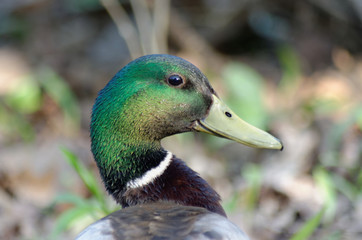 Close-up of a Mallard Duck