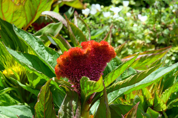 Comb flower Celosia (lat.- Celosia Cristata)
