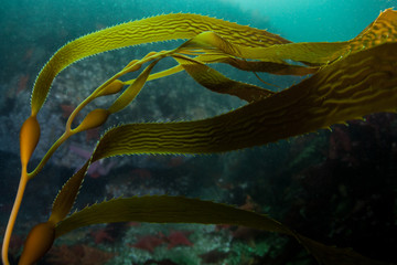 Giant kelp, Macrocystis pyrifera, grows in the cold eastern Pacific waters that flow along the...
