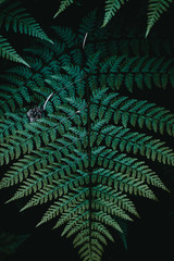Fern Texture