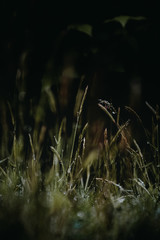Grass with Rain Droplets