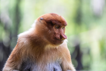 Portrait of a wild Proboscis monkey or Nasalis larvatus, in the rainforest of island Borneo, Malaysia, close up