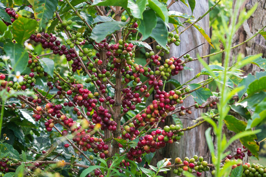 Cafetal