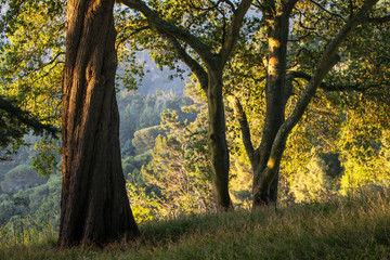 Early evening sunlight shines through a peaceful forest among the hills of Berkeley, California. Just east of these tranquil hills is the heavily populated San Francisco Bay Area. - Powered by Adobe