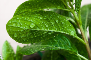 green leaf with water drops