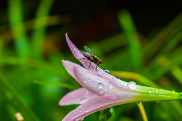 fly on leaf