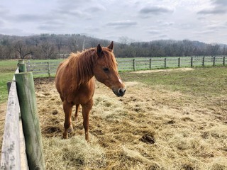 Fototapeta premium horse in the field