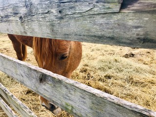 horse in a stable