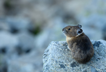 Chubby Pika Sits on Rock and Looks Left