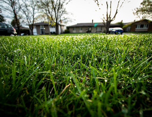 Green Grass Front Lawn Dew Drops in the Morning