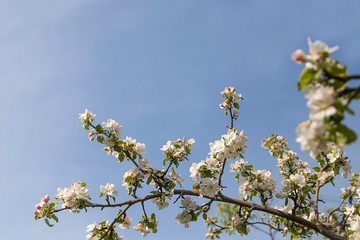 Branches of a blooming Apple tree against the blue sky