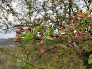 red berries on a tree