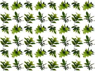 Foliage pattern. Pattern of leaves. Leaf pattern texture.