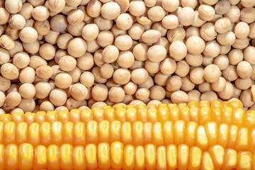 soybean and corn seeds in Brazil