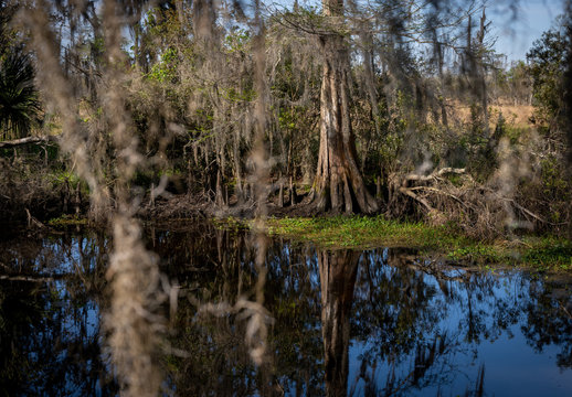 Cypress Tree Reflects in Swamp - Powered by Adobe