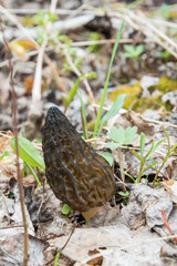 Wild Black Morels edible mushrooms on forest floor