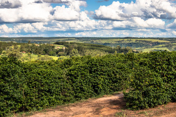 Fototapeta na wymiar view of green coffee field in Brazil