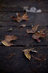 autumn, leaf, leaves, fall, nature, yellow, tree, maple, season, brown, orange, forest, foliage, red, color, texture, colorful, plant, october, natural, closeup, ground, seasonal, leafs, green