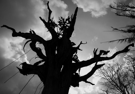Black and white phto of sky with silhouette of a dry tree, 