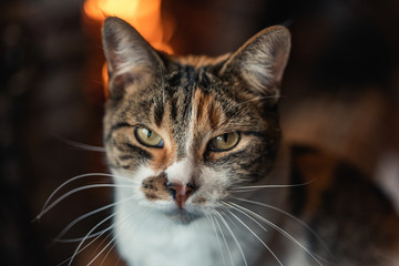 CAT LOOKING AT THE CAMERA