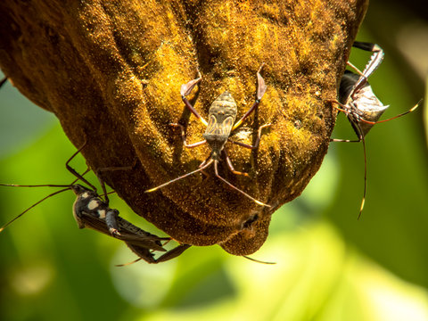Bedbugs attack the Monguba fruit (aquatic Pachira) also known as wild cocoa
