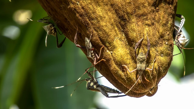 Mungda Insect รูปภาพManguba – เลือกดูภาพถ่ายสต็อก เวกเตอร์ และวิดีโอ105 | Adobe Stock