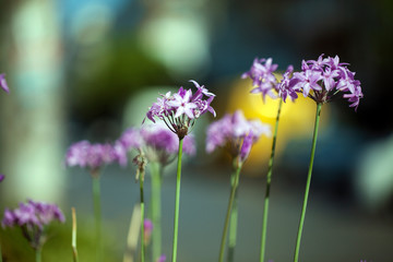 Romantic Natural Flora Purple Flowers