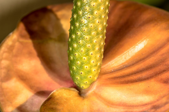 Red Anthurium flower in Brazil