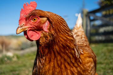 free range chicken