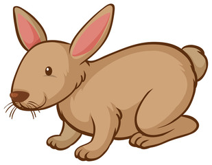 One brown rabbit on white background