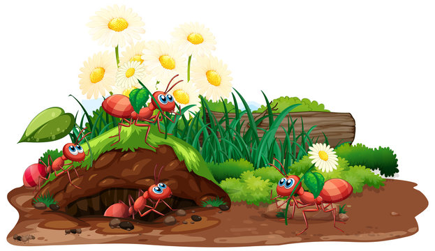 Scene with ants and flowers in the garden