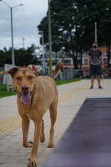 selective focus yellow creole breed dog in the foreground in a park with its owner exercising...