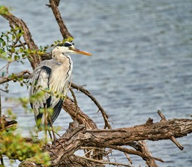 Heron at waters edge keeping an eye out for a meal.