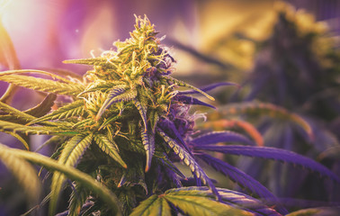 Cannabis bud flower details, Marijuana grown indoors under LED light