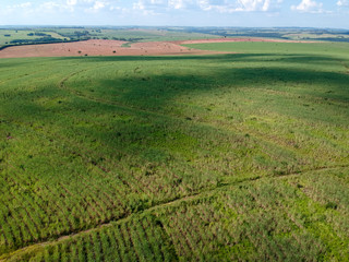 Fototapeta premium Green sugar cane field on Sao Paulo state, Brazil